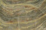 Polished Stromatolite From Russia - Million Years #180022-1